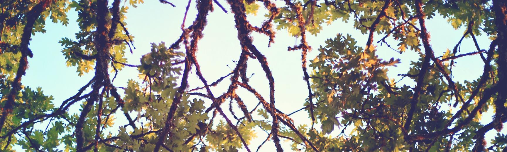 Oak Tree