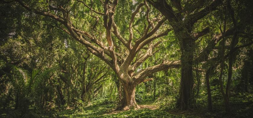 Deep green forest with large tree in the middle