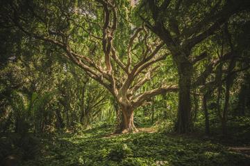 Deep green forest with large tree in the middle